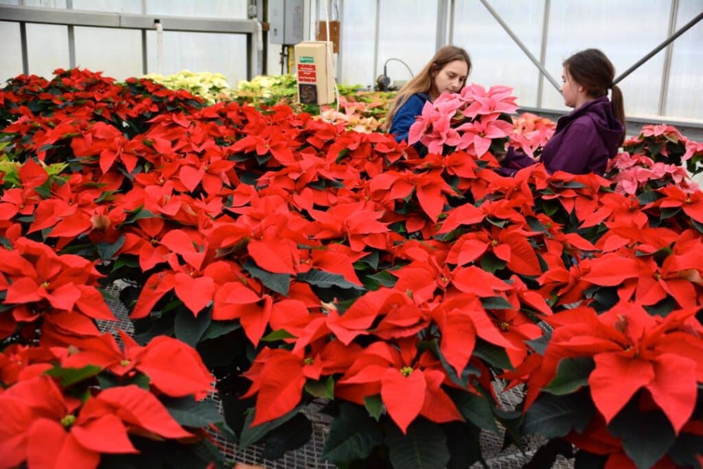 No alt text provided.