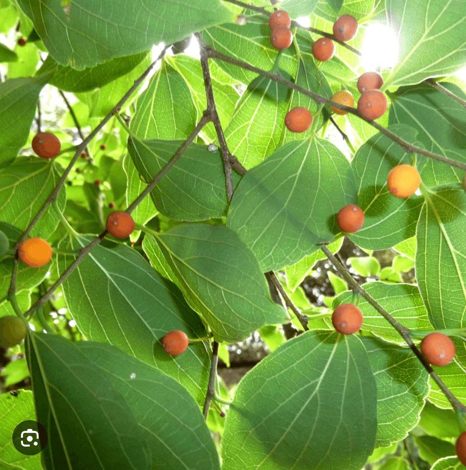 No alt text provided.